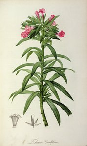 Echium Grandiflorum, de 